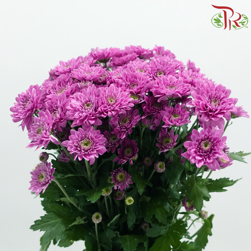 Chrysanthemum Pompom - Purple Bydian (12 Stems)