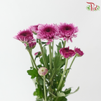 Chrysanthemum Pompom - Fandango Purple (12 Stems)