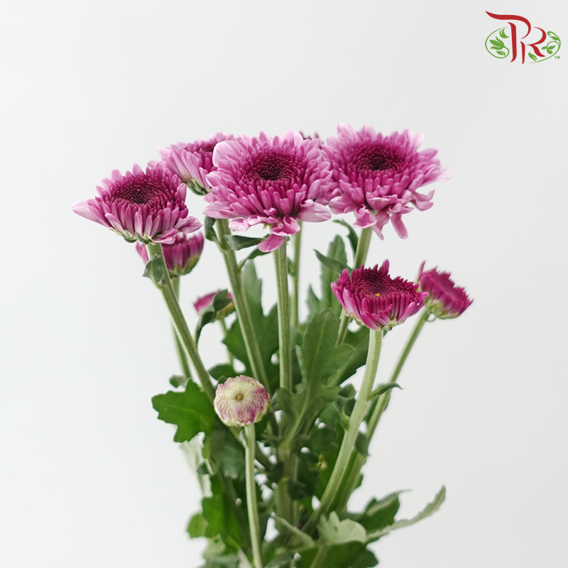 Chrysanthemum Pompom - Fandango Purple (12 Stems)