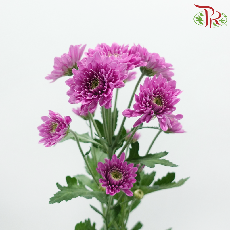 Chrysanthemum Pompom - Purple Bydian (12 Stems)