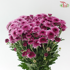 Chrysanthemum Pompom - Fandango Purple (12 Stems)