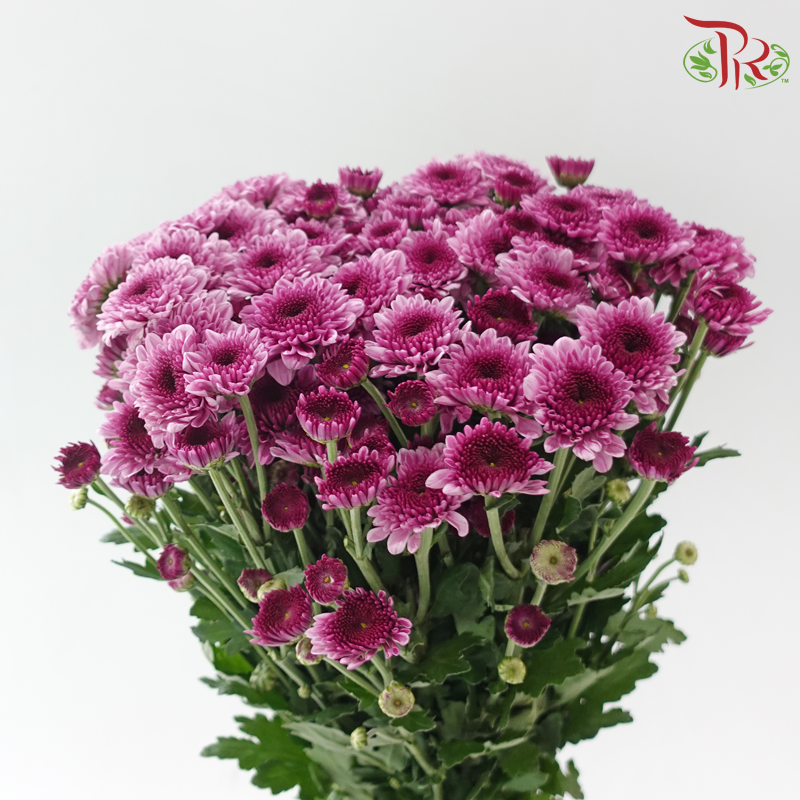 Chrysanthemum Pompom - Fandango Purple (12 Stems)