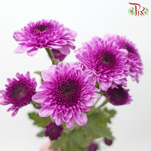 Chrysanthemum Pompom - Dark Purple (12 Stems) - Pudu Ria Florist
