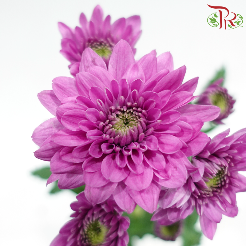 Chrysanthemum Pompom - Purple Bydian (12 Stems)