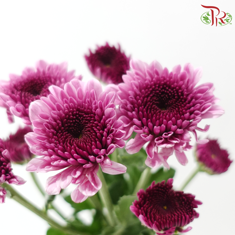 Chrysanthemum Pompom - Fandango Purple (12 Stems)