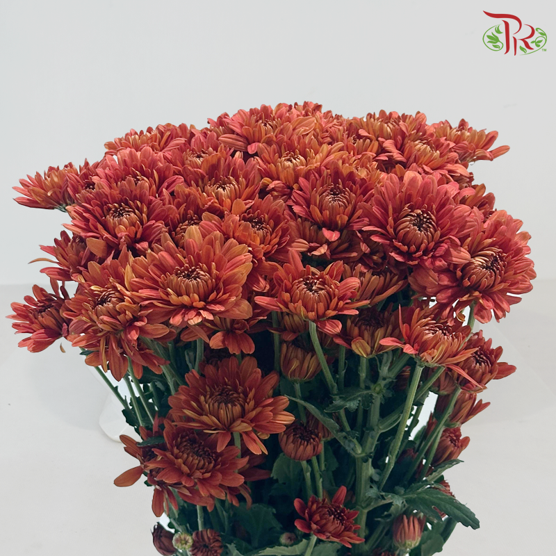 Chrysanthemum Pompom - Vintage Orange Red (12 Stems)