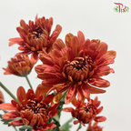 Chrysanthemum Pompom - Vintage Orange Red (12 Stems)
