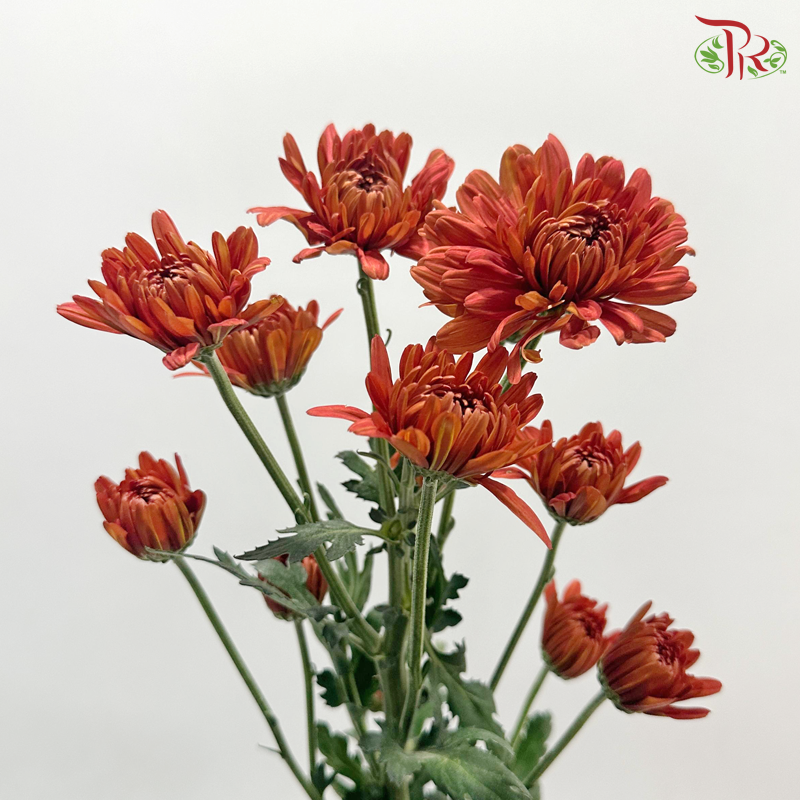 Chrysanthemum Pompom - Vintage Orange Red (12 Stems)