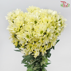 Chrysanthemum Pompom - Daisy Light Yellow (12 Stems)