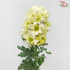 Chrysanthemum Pompom - Daisy Light Yellow (12 Stems)