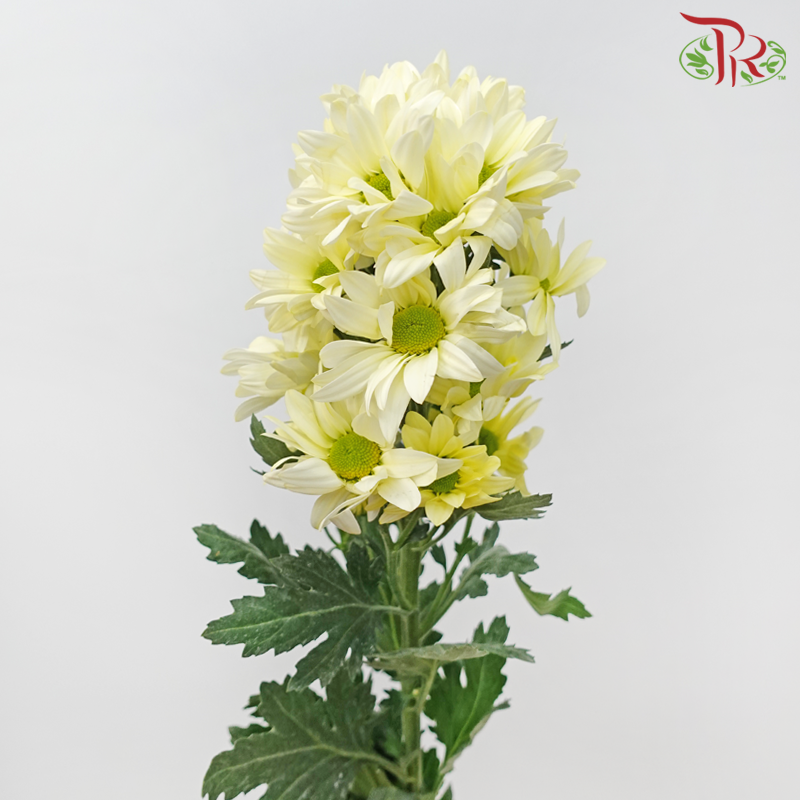 Chrysanthemum Pompom - Daisy Light Yellow (12 Stems)