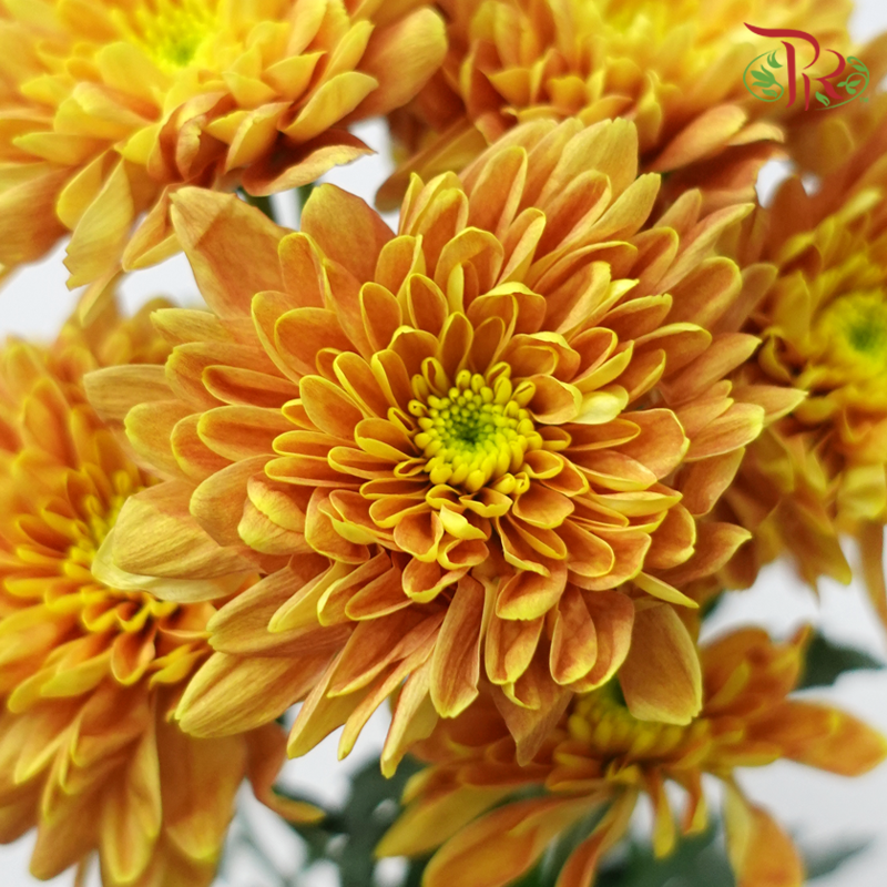 Chrysanthemum Pompom - Baltica Mustard Yellow (12 Stems)