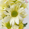 Chrysanthemum Pompom - Daisy Light Yellow (12 Stems)