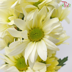Chrysanthemum Pompom - Daisy Light Yellow (12 Stems)