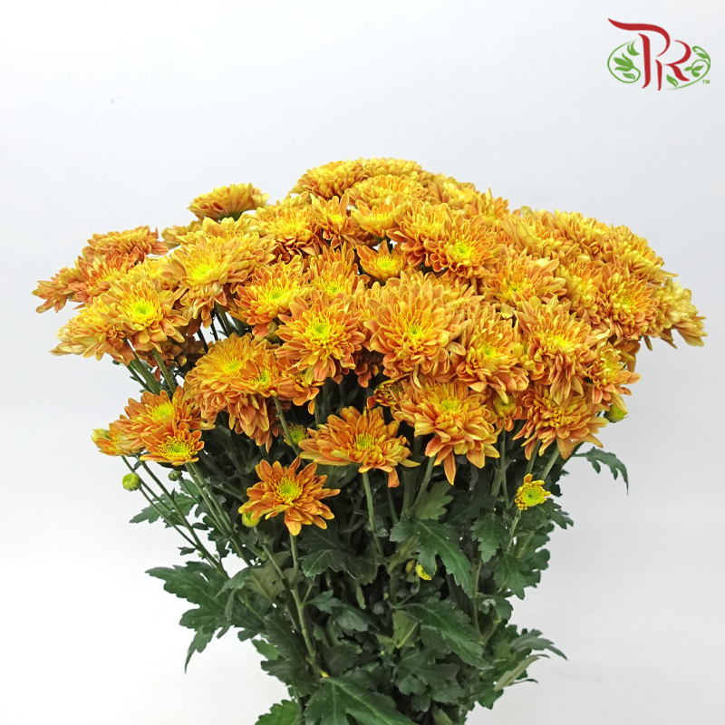 Chrysanthemum Pompom - Baltica Mustard Yellow (12 Stems)