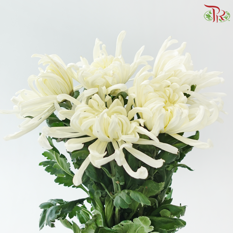 Chrysanthemum Vienna - Cream White (6 Stems)