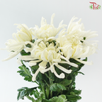 Chrysanthemum Vienna - Cream White (6 Stems)