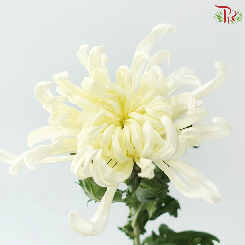 Chrysanthemum Vienna - Cream White (6 Stems)