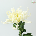 Chrysanthemum Vienna - Cream White (6 Stems)