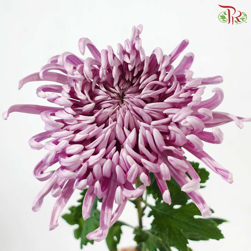 Chrysanthemum Vienna - Purple (5 Stems)