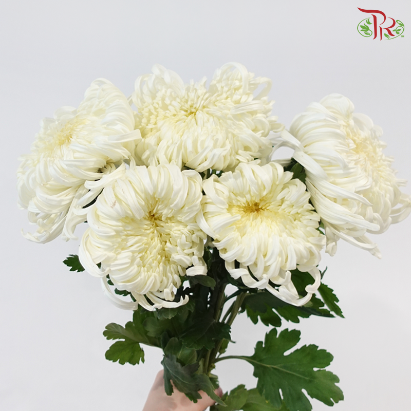 Chrysanthemum Vienna - White