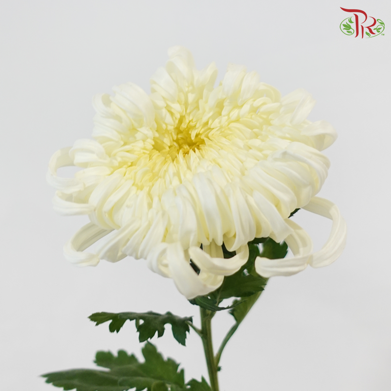 Chrysanthemum Vienna - White