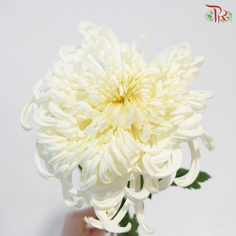 Chrysanthemum Vienna - White