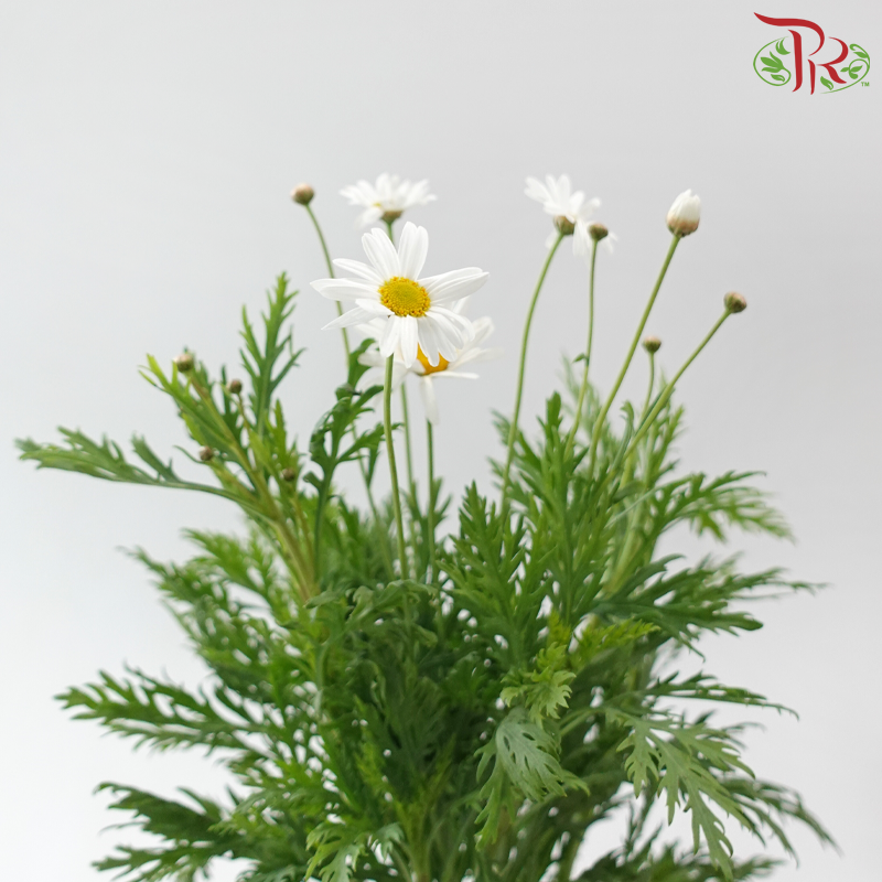 Margaret @ Leucanthemum Ice / Chrysanthemum Ice  - (Per Bunch)