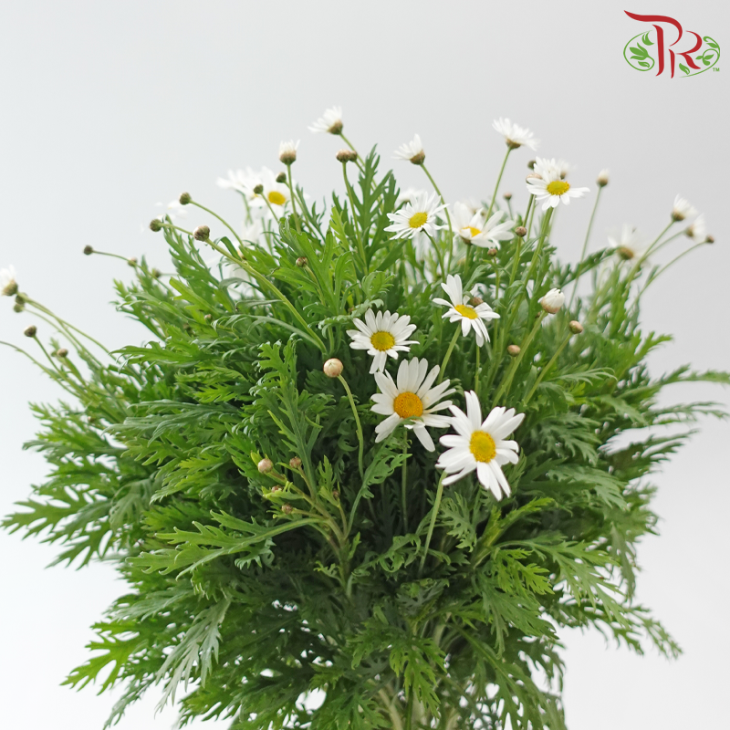 Margaret @ Leucanthemum Ice / Chrysanthemum Ice  - (Per Bunch)