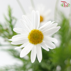 Margaret @ Leucanthemum Ice / Chrysanthemum Ice  - (Per Bunch)