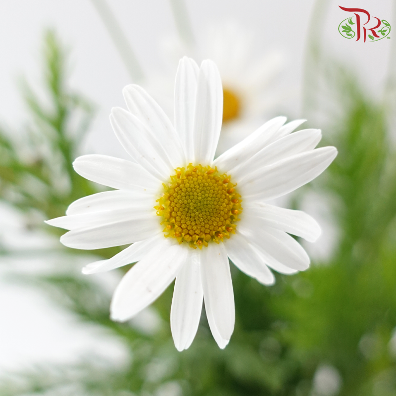 Margaret @ Leucanthemum Ice / Chrysanthemum Ice  - (Per Bunch)
