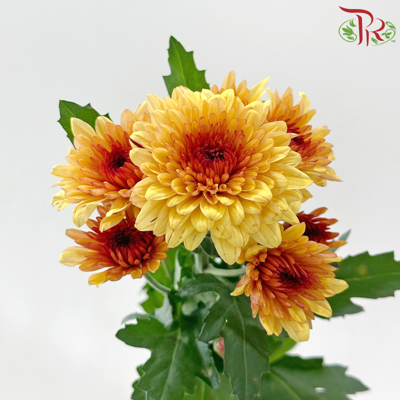 Chrysanthemum Pompom - Salmon (12 Stems)