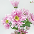 Chrysanthemum Pompom - Daisy Lilac With Green Heart (12 Stems)