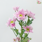 Chrysanthemum Pompom - Daisy Lilac With Green Heart (12 Stems)