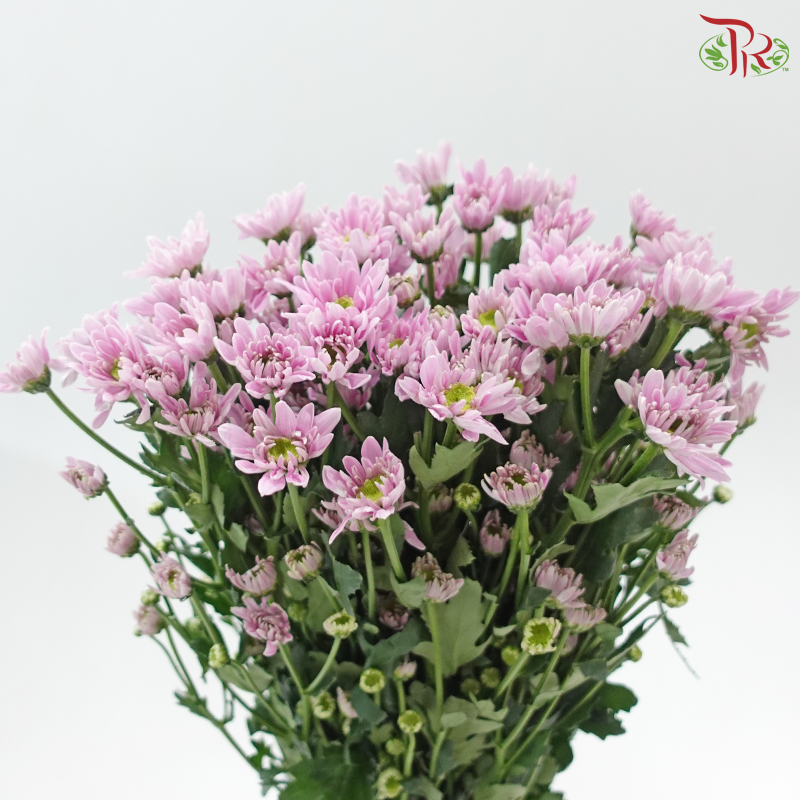 Chrysanthemum Pompom - Daisy Lilac With Green Heart (12 Stems)