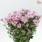 Chrysanthemum Pompom - Daisy Lilac With Green Heart (12 Stems)