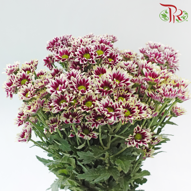 Chrysanthemum Pompom - Daisy Bicolor Purple & White (12 Stems)
