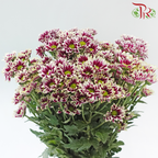 Chrysanthemum Pompom - Daisy Bicolor Purple & White (12 Stems)