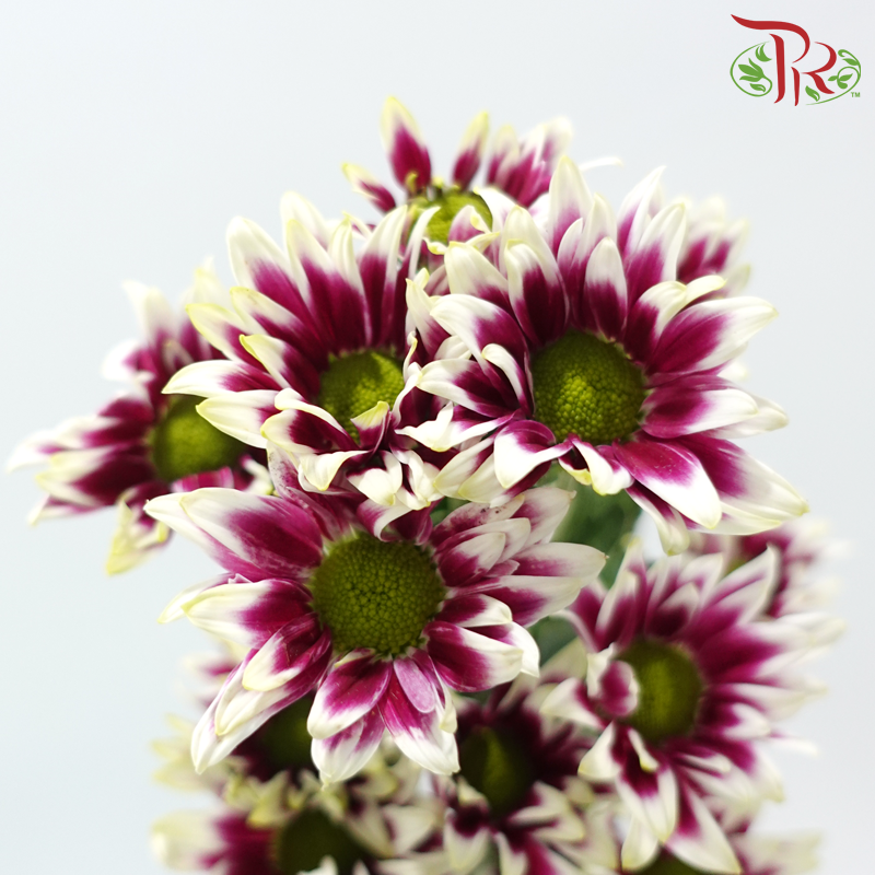 Chrysanthemum Pompom - Daisy Bicolor Purple & White (12 Stems)