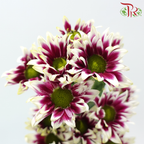 Chrysanthemum Pompom - Daisy Bicolor Purple & White (12 Stems)