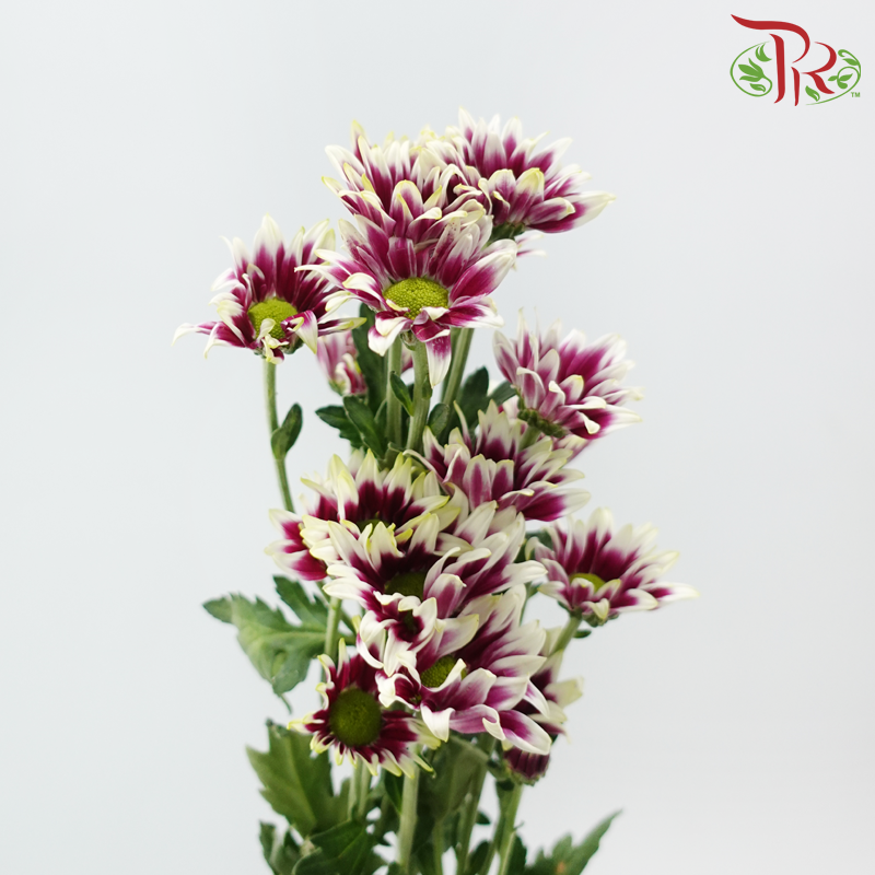 Chrysanthemum Pompom - Daisy Bicolor Purple & White (12 Stems)