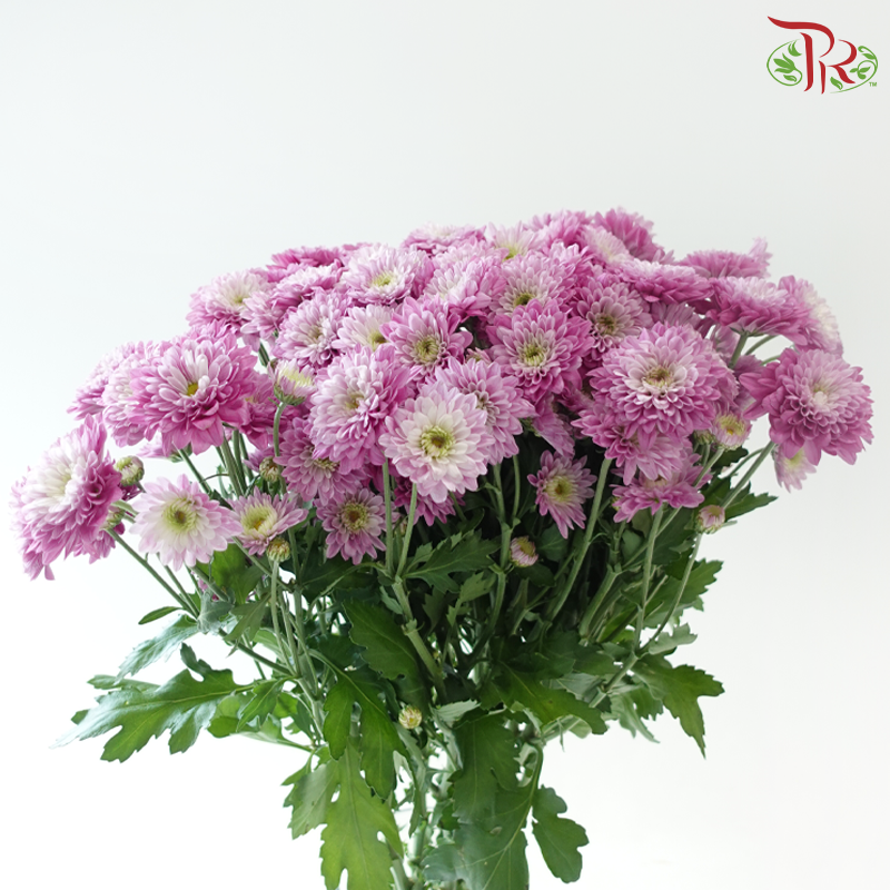 Chrysanthemum Pompom - Baltica Sunset Pink (12 Stems)