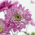 Chrysanthemum Pompom - Baltica Sunset Pink (12 Stems)