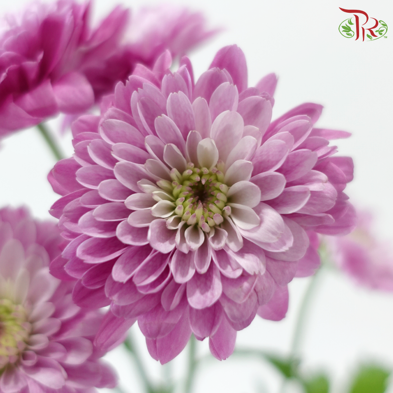 Chrysanthemum Pompom - Baltica Sunset Pink (12 Stems)