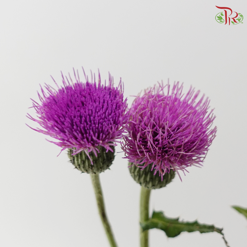 Cirsium Japonicum 龙眼 - Pinkish Purple (Per Bunch)