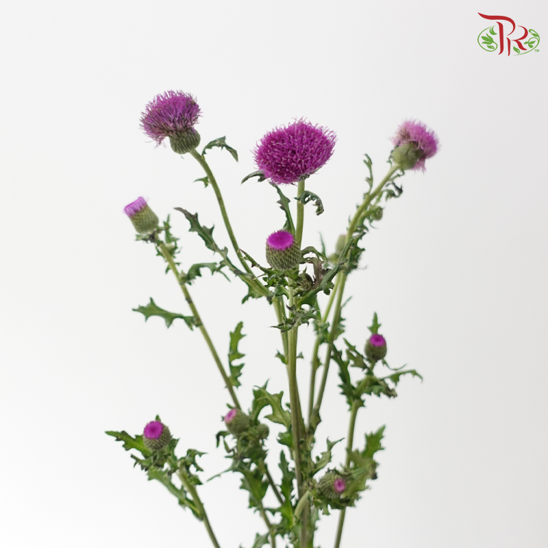 Cirsium Japonicum 龙眼 - Pinkish Purple (Per Bunch)