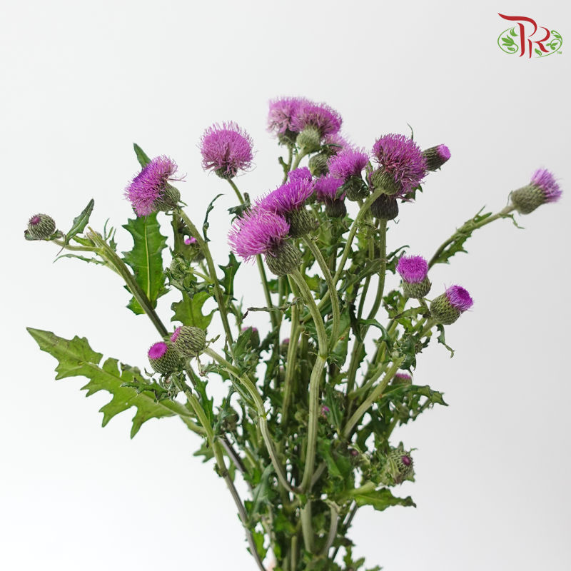 Cirsium Japonicum 龙眼 - Pinkish Purple (Per Bunch)
