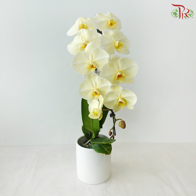 【Pre-Order】Big Single Stem Phalaenopsis Orchid (Without Vase) (With Color Option)