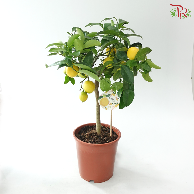 Citrus Limon 190 - 65cm《柠檬》