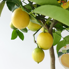 Citrus Limon 190 - 65cm《柠檬》